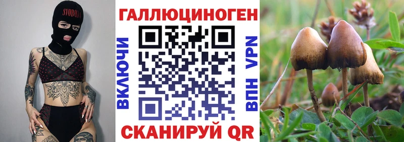мега   где найти   Азов  Галлюциногенные грибы Psilocybine cubensis 